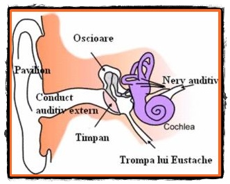 Tulburari ale urechii interne